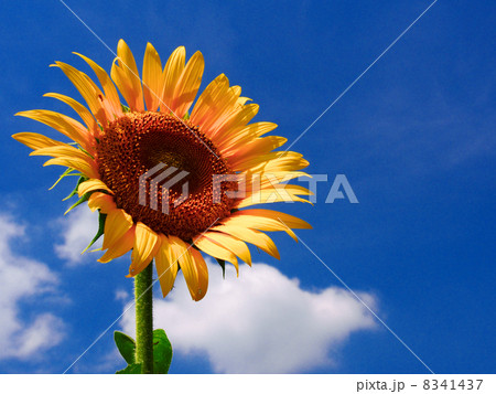 大空 大空 8341437