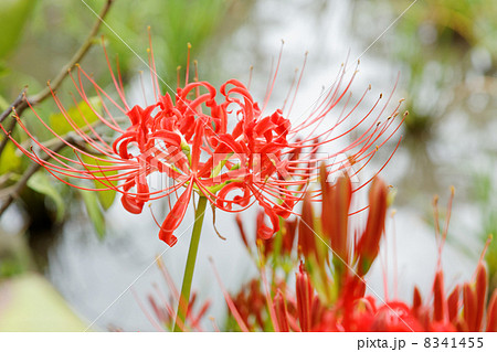 小石川後楽園の鮮やかなヒガンバナの花と蕾 小石川後楽園の鮮やかなヒガンバナの花と蕾 8341455