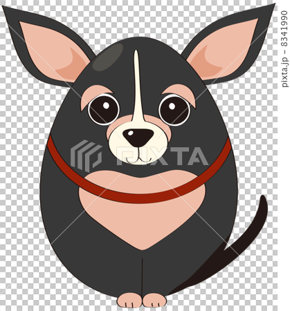 Egg shaped Chihuahuas 8341990