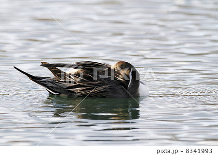 オナガガモ オナガガモ 8341993