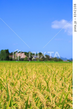 稲の実った農村風景 稲の実った農村風景 8342108