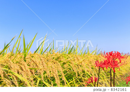 彼岸花と稲穂 8342161