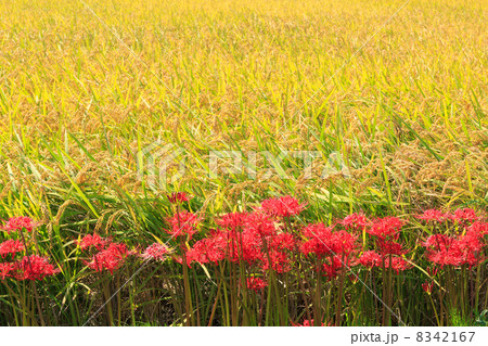 稲穂と彼岸花 8342167