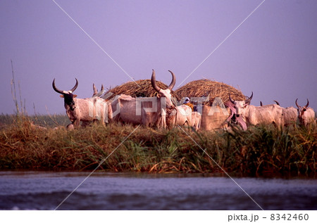 シャリ川の水を飲みに来た家畜 8342460