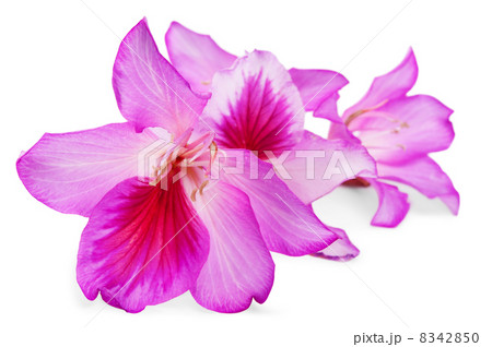 beautiful pink flowers 8342850