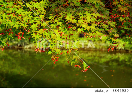 晩夏の紅葉 8342989