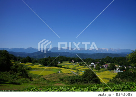 信州大岡の棚田と北アルプスの秋。 8343088