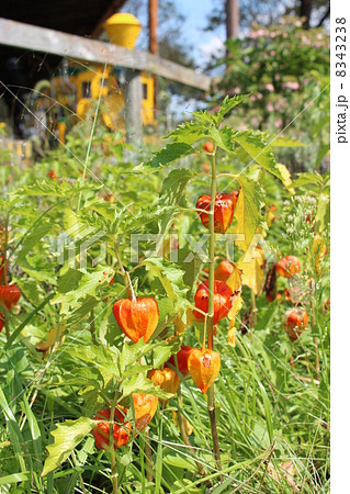 ほおずき 8343238