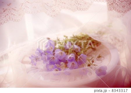 花のイメージ 花のイメージ 8343317