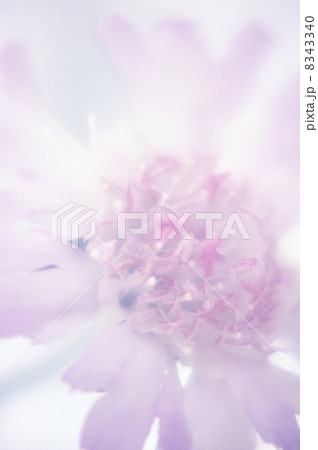 花のイメージ 8343340