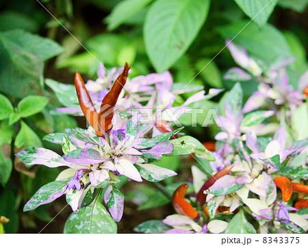 トウガラシ　花言葉：旧友　Capsicum annuum L. var. Acuminatum  8343375