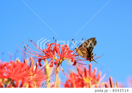 彼岸花 彼岸花 8343514