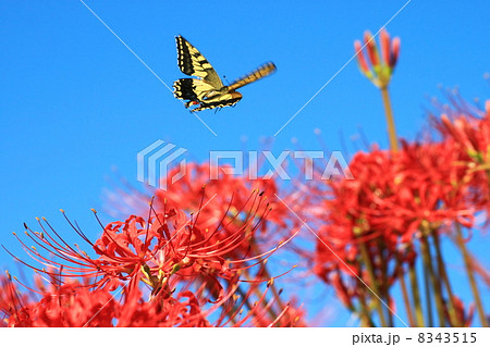 アゲハチョウと彼岸花 アゲハチョウと彼岸花 8343515