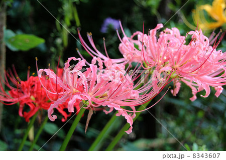 彼岸花 8343607