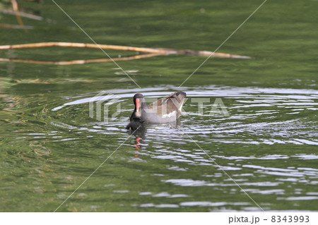 バンの子育て 8343993