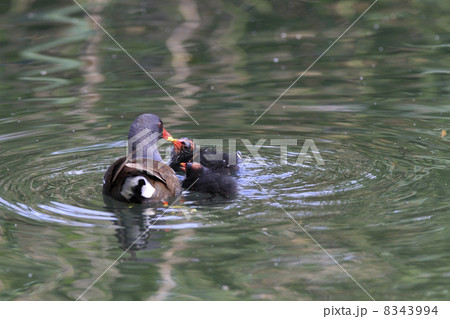 バンの子育て 8343994