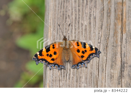 翅開くヒオドシチョウ 8344222