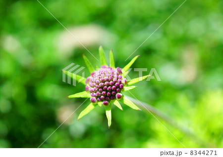 マツムシソウ 花言葉:失恋 Scabiosa japonica Miq. マツムシソウ 花言葉:失恋 Scabiosa japonica Miq. 8344271