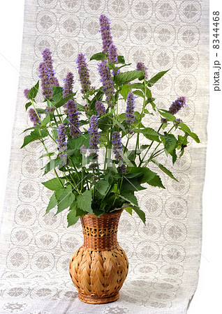 Korean Mint (Agastache rugosa). Korean Mint (Agastache rugosa). 8344468