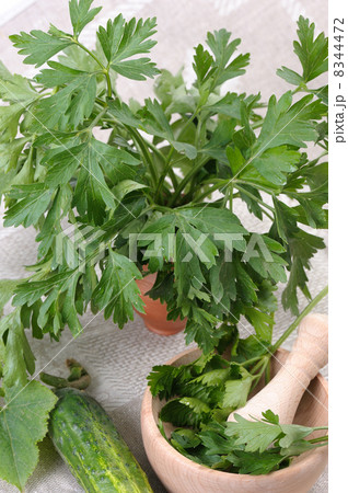 Parsley (Petroselinum crispum) 8344472