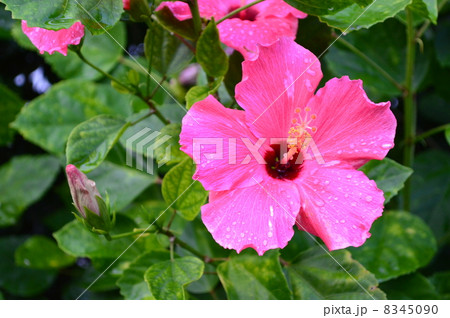 ハイビスカス 8345090