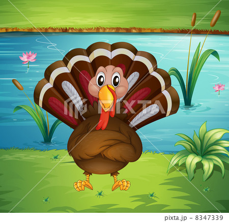 A turkey standing in the riverside A turkey standing in the riverside 8347339
