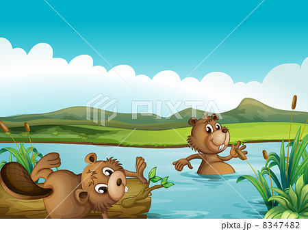 Beavers playing in the river Beavers playing in the river 8347482