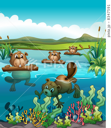 Four beavers playing in the river 8347591
