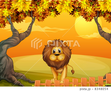 A lion near the wooden fence A lion near the wooden fence 8348054