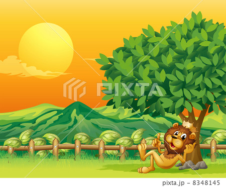 A king lion inside the wooden fence A king lion inside the wooden fence 8348145