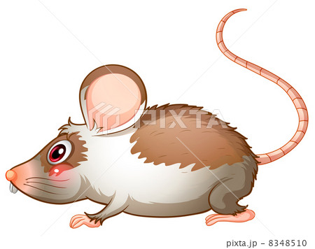 A side view of a rat A side view of a rat 8348510