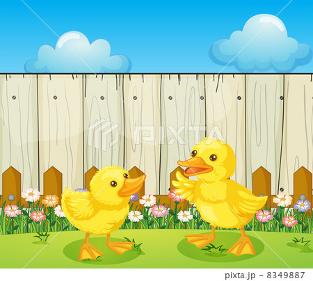 Two baby ducks inside the fence Two baby ducks inside the fence 8349887