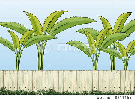 Banana plants and a fence 8351165