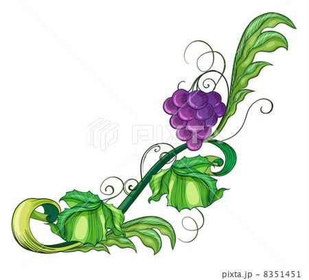 A vine fruit 8351451