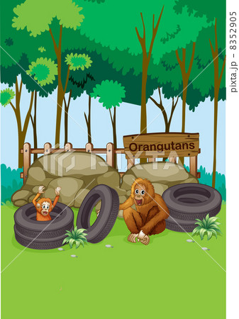 Orangutans at the zoo Orangutans at the zoo 8352905