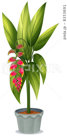 A healthy plant 8353691