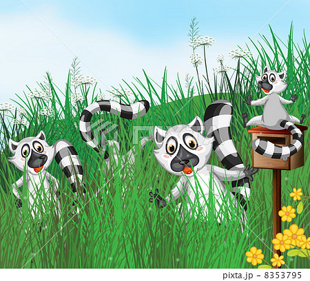 A ring-tailed lemur 8353795