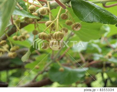 キウイの花 8355334