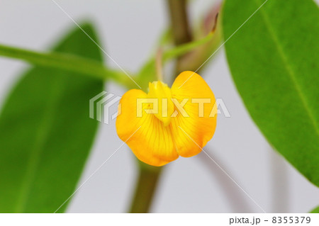 ラッカセイ(落花生)の花 8355379
