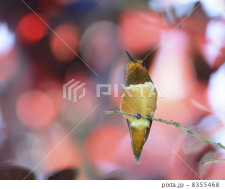 Rufous Hummingbird 8355468
