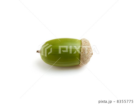どんぐり 8355775