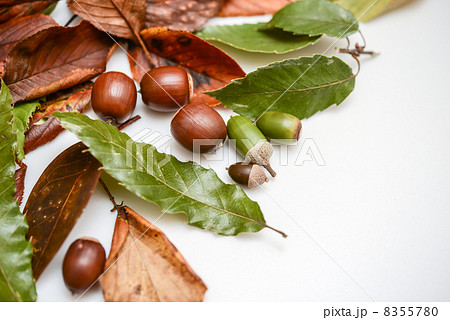 ドングリと落ち葉 8355780