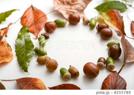 ドングリと落ち葉 8355789