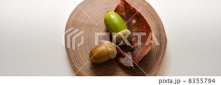 ドングリと落ち葉 8355794