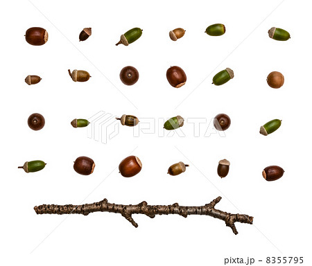 ドングリと枝 8355795