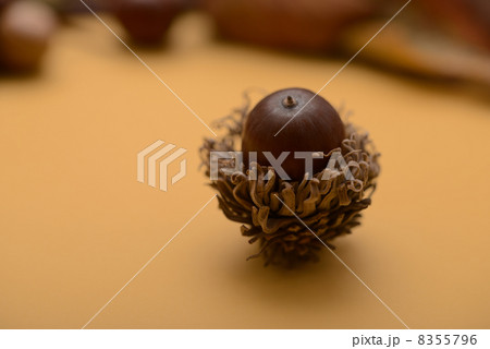 どんぐり　殻斗 8355796