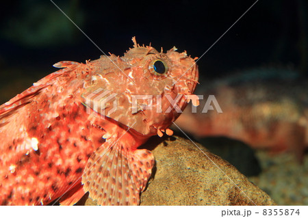 オニカサゴ 8355874