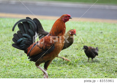 ハワイの野生のニワトリの写真素材 [8355961] - PIXTA