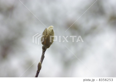 早春に咲く辛夷の花 8356253