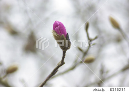 早春に咲く辛夷の花 早春に咲く辛夷の花 8356255